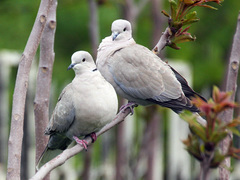 Streptopelia decaocto