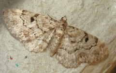 Eupithecia abietaria