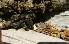 Chalcophora angulicollis