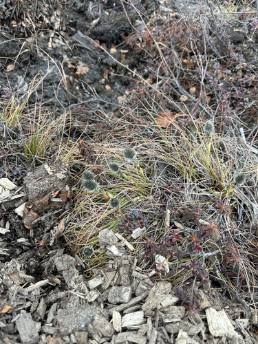 tussock cottongrass