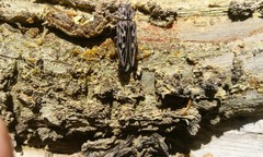 Chalcophora angulicollis