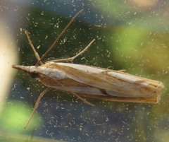 Catoptria