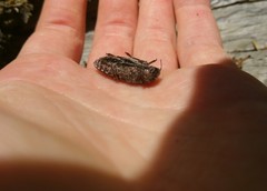 Chalcophora angulicollis