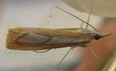 Catoptria