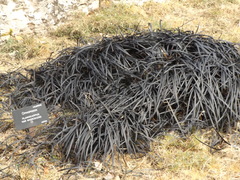 Ophiopogon planiscapus