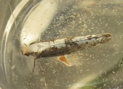 Argyresthia conjugella
