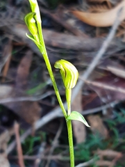 Pterostylis parviflora