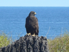Buteo galapagoensis