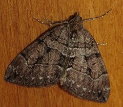 Thera cognata