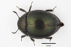 Lamprobyrrhulus nitidus