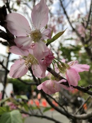 Prunus