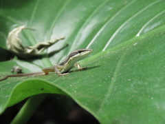 Takydromus formosanus