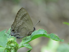 Rapala varuna formosana