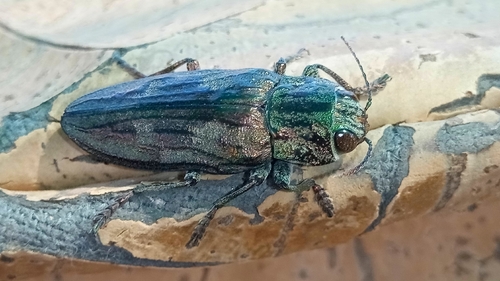 Chalcophora mariana massiliensis