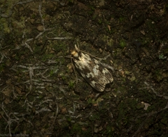 Barea eucapnodes
