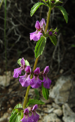 Stachys neurocalycina
