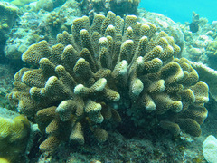 Pocillopora grandis