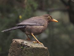 Turdus simillimus