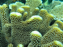 Pocillopora grandis