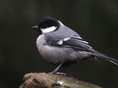Parus cinereus