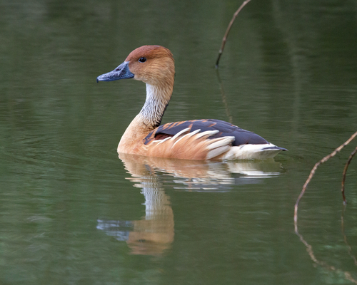 Dendrocygne fauve