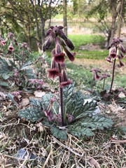Rehmannia glutinosa