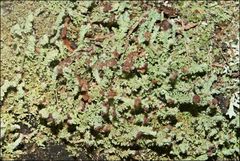 Cladonia ramulosa