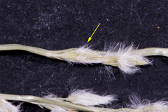 Digitaria hubbardii