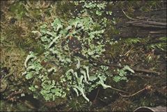 Cladonia rigida