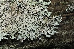 Hypogymnia subphysodes