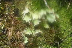 Thysanothecium scutellatum