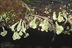 Thysanothecium scutellatum