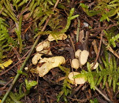 Cordyceps cranstounii