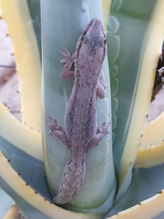 Reticulated Velvet Gecko photo 5