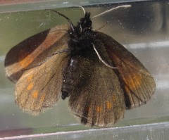 Erebia pharte