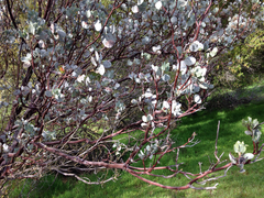 Arctostaphylos viscida viscida