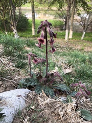 Rehmannia glutinosa