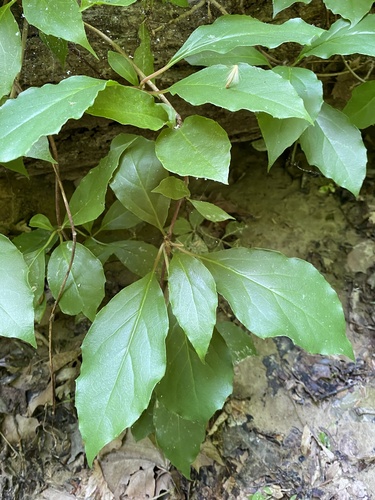 Bay starvine (Schisandra glabra)