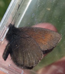 Erebia epiphron