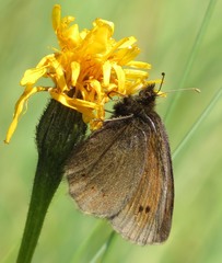 Erebia epiphron