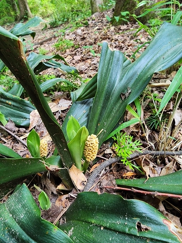 Rohdea japonica iNat (2)