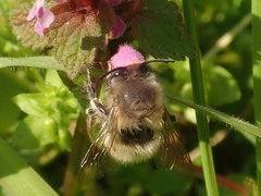 Anthophora plumipes