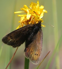 Erebia epiphron