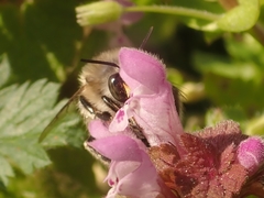 Anthophora plumipes