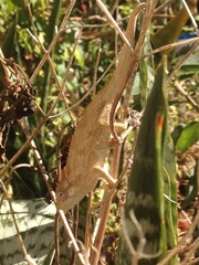 Bradypodion ventrale