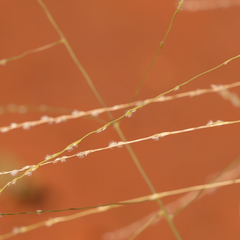 Digitaria hystrichoides