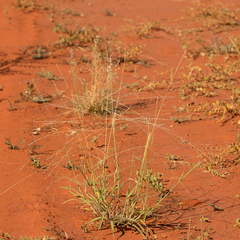 Digitaria hystrichoides
