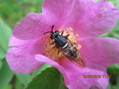 Sphecomyia vespiformis