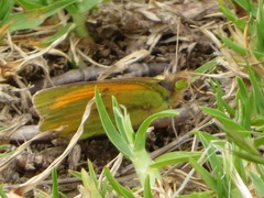 Colias lesbia