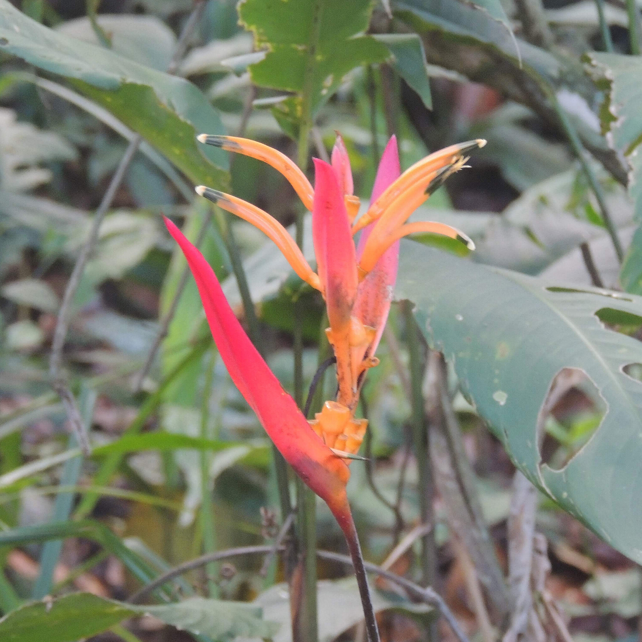 Heliconia psittacorum